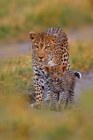 Foto de Gatito leopardo bebé, oculto agradable hierba naranja. Cachorro de leopardo con madre caminando. Gran gato salvaje en el hábitat natural, día soleado en la sabana, río Khwai. Naturaleza de la vida silvestre, Botswana fauna. - Imagen libre de derechos