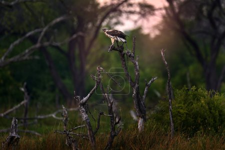 Téléchargez les photos : Jeune aigle dans l'habitat forestier. Aigle-poisson d'Afrique, Haliaeetus vocifer, oiseau brun à tête blanche. Aigle assis sur le sommet de l'arbre. Scène animalière de la nature africaine, Botswana, Afrique. - en image libre de droit