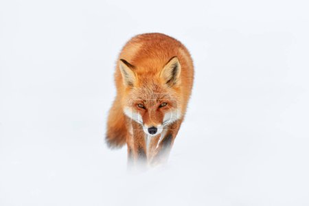 Photo for Red fox in white snow. Cold winter with orange furry fox, Japan. Beautiful orange coat animal in nature. Detail close-up portrait of nice mammal. Animal face walk in the snow, winter in Germany. - Royalty Free Image