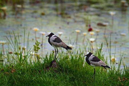 Foto de Herrero solapa o plover herrero, Vanellus armatus, pájaro en hierba verde, con flor en agua, Moremi, delta del Okavango, Botswana. Naturaleza de vida silvestre. Solapa blanca gris y flor blanca. - Imagen libre de derechos
