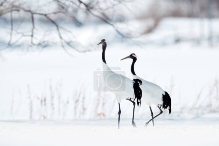 Foto de Pareja de grulla de corona roja, Grus japonensis, caminando en la nieve, Hokkaido, Japón. Hermoso pájaro en el hábitat natural. Escena de vida salvaje de la naturaleza. Grúa con nieve en el bosque frío. Comportamiento animal - Imagen libre de derechos