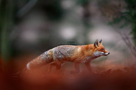 Foto de Vida silvestre forestal. Cute Red Fox, Vulpes vulpes, en hojas de bosque de otoño naranja. Escena de vida salvaje de la naturaleza. Animal en hábitat natural. Animales en medio ambiente verde, Alemania, Europa. - Imagen libre de derechos