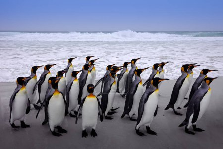 Foto de Antártida, pingüinos en el mar. Olas con grupo de aves, Naturaleza salvaje, Pingüino rey en las Islas Malvinas. Colonia de aves, Cielo azul y aves acuáticas en el Océano Atlántico. - Imagen libre de derechos