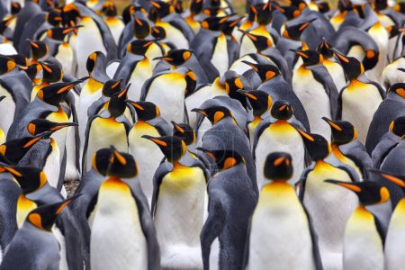 Foto de Colonia de pingüinos, muchas aves se juntan. Pingüino rey en Volunteer Point en las Islas Malvinas. Vida silvestre antártica. Mar naturaleza oceánica. - Imagen libre de derechos