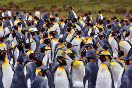 Foto de Vida salvaje de la Antártida. Colonia de pingüinos, muchas aves se juntan. Pingüino rey en Volunteer Point en las Islas Malvinas. Vida silvestre antártica. Mar naturaleza oceánica. Pájaro grande en naturaleza. - Imagen libre de derechos