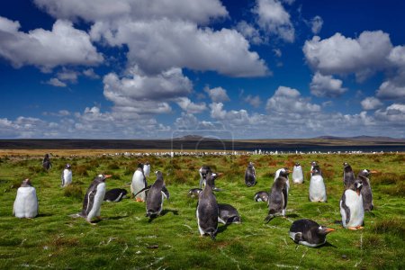 Foto de Comportamiento de anidación de aves. Grupo de pingüinos rey en la hierba verde. Pingüinos gentiles con cielo azul con nubes blancas en el hábitat natural, Isla Malvinas. - Imagen libre de derechos