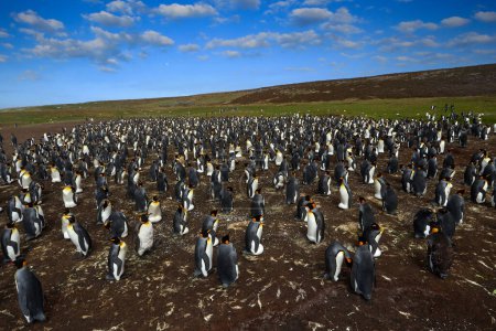 Foto de Gran colonia de pingüinos anidando en el suelo. Vida salvaje de la Antártida, colonia de pingüinos. Grupo de pingüinos rey en el nido de hierba en la costa y el cielo azul en el fondo, Georgia del Sur, la Antártida. Cielo azul y agua. - Imagen libre de derechos