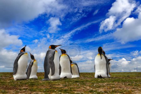 Téléchargez les photos : Faune de l'Antarctique, colonie de manchots. Groupe de manchots royaux dans le nid d'herbe sur la côte et ciel bleu en arrière-plan, Géorgie du Sud, Antarctique. Ciel bleu et oiseaux aquatiques dans l'océan Atlantique. Nid d'oiseau. - en image libre de droit
