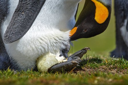 Téléchargez les photos : Nouveau-né, sort de l'oeuf. Jeune pingouin royal mendiant de la nourriture à côté du pingouin royal adulte, Falkland. Œuf avec jeune oiseau, nid. - en image libre de droit