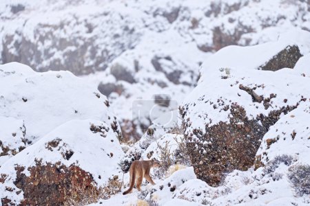Photo for Puma in winter snow mountain. Wildlife nature in Torres del Paine NP in Chile. Winter with snow in Patagonia. Cougar in the wild landscape. - Royalty Free Image