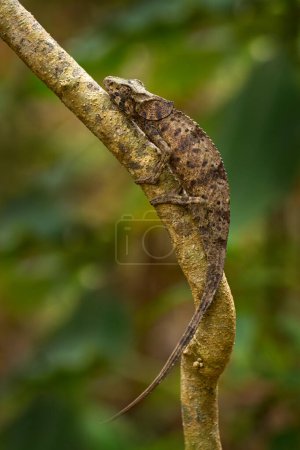 Photo for Madagascar lizard. Chameleon on tree branch, Furcifer pardalis, sitting on the in the nature habitat, Ranomafana NP. Endemic Lizard from Madagascar. Chameleon in the night, Africa - Royalty Free Image