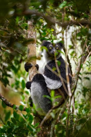 Téléchargez les photos : Lémurien sauvage dans l'habitat. Indri indri, singe avec un petit bébé dans la forêt de Kirindy, Madagascar. Lémurien dans l'habitat naturel. Sifaka sur l'arbre, journée ensoleillée. Le plus grand lémurien vivant. Faune Madagascar. - en image libre de droit