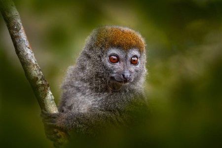 Photo for Eastern lesser bamboo lemur, Hapalemur griseus. grey monkey in the nature habitat. Andasibe Mantadia NP in Madagascar. Cute lemur with open muzzle with pink tongue. Madagascar - wildlife nature. - Royalty Free Image