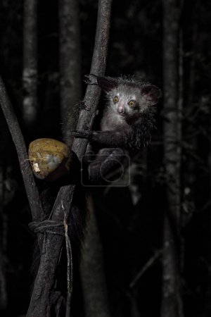 Téléchargez les photos : Aye-aye, Daubentonia madagascariensis, animal de nuit à Madagascar. Singe lémurien nocturne Aye-aye dans l'habitat naturel, forêt côtière à Madagascar, nature sauvage. Rare endémie - en image libre de droit