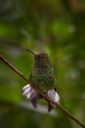 Téléchargez les photos : Émeraude cuivrée, Microchera cupreiceps petit colibri endémique au Costa Rica. Oiseau mince dans l'habitat de la forêt naturelle. - en image libre de droit
