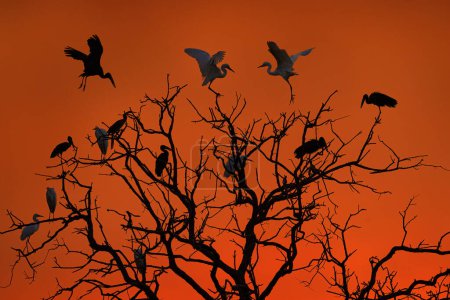 Photo for Bird tree, evening orange sunset. Herons, openbills, storks on the old tree. Africa wildlife, Okavango delta in Botswana. Bird fly on the sky, nature habitat. - Royalty Free Image