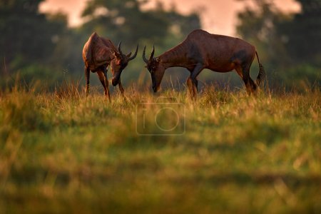 Photo for Sunset, antelope fight. Sassaby, in green vegetation, Okavango delta, Botswana. Widlife scene from nature. Common tsessebe, Damaliscus lunatus, detail portrait of big brown African mammal in nature. - Royalty Free Image