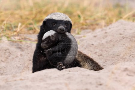 Photo for Honey badger with young in mouth muzzle, Khwai in Botswana. Animal family behavior in Africa. Cub of ratel, Mellivora capensis, in nest ground hole, rare picture in nature. Botswana wildlife. - Royalty Free Image