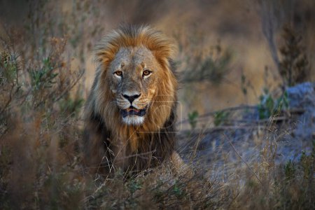 Foto de Vieja crin de león tendida en el gras, delta del Okavango, noviembre en Botswana. Detalle de primer plano retrato de gato grande. - Imagen libre de derechos