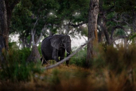 Téléchargez les photos : Forêt de la rivière Khwai avec éléphants, Botswana. Eléphant nourrissant branche d'arbre. L'éléphant en Afrique. Grand animal dans la vieille forêt. lumière du soir, coucher de soleil. Scène magique de la faune. Jour sombre dans la nature. - en image libre de droit