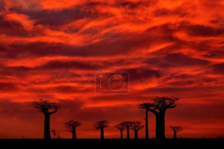 Téléchargez les photos : Paysage malgache, coucher de soleil rouge baobat. lley des Baobabs de Madagascar. Endroit typique le plus célèbre L'alle des baobab, route de gravier avec journée ensoleillée avec de grands vieux arbres au ciel sombre rouge orangé. - en image libre de droit
