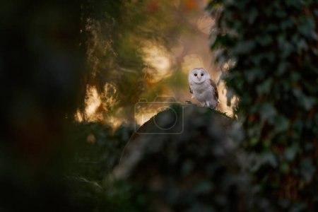 Photo for Owl sunset. Magic bird Barn owl, Tyto alba, flying above stone fence in forest cemetery. Wildlife scene from nature.Owl - Urban wildlife. Beautiful sunset in neture. - Royalty Free Image