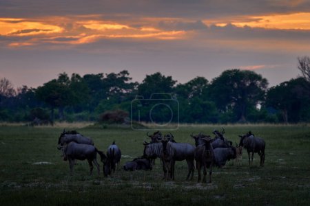 Foto de Antelopes sunset in the savannah, Okavango delta in Botswana, Africa wildlife. Impala en la naturaleza, vida silvestre Botswana. - Imagen libre de derechos