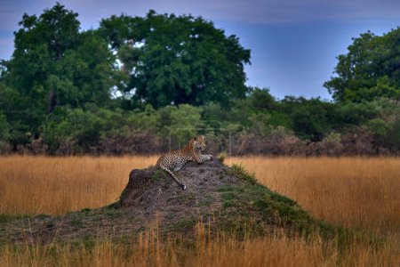 Foto de Vida silvestre de Botswana. Leopardo, Panthera pardus shortidgei, pasto paseo hábitat natural, gran gato salvaje en el hábitat natural, día soleado en la sabana, Okavango delta Botswana. Naturaleza de la fauna, África - Imagen libre de derechos