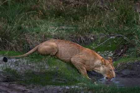 Téléchargez les photos : Lion boit de l'eau. Safari en Afrique. Grand jeune lion en colère du delta de l'Okavango, Botswana. Lion africain marchant dans l'herbe, avec une belle lumière du soir. Scène animalière de la nature. - en image libre de droit