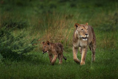 Foto de Familia León. Green seasin in Africa, Okavango delta in Botswana. Macho, femala y cachorro joven en el hábitat natural. Gatito león con gato grande. - Imagen libre de derechos