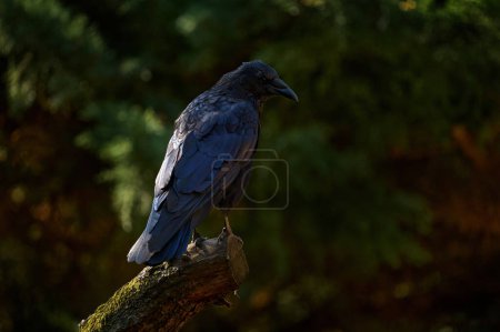 Cuervo en el tronco del árbol en el bosque oscuro. Cuervo pájaro negro en hábitat. Comportamiento de alimentación escena de la naturaleza. Pájaro negro de Alemania. Cuervo, fauna de aves en Europa.