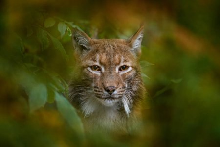 Téléchargez les photos : Chat sauvage Lynx eurasien dans la forêt d'automne - en image libre de droit