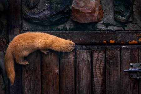 Photo for Siberian weasel, Mustela sibirica, mink animal in the stone wall. Urban wildlife from Russia. Kolonok, orange fur cat animal in the habitat, wildlife nature, dark evening near the forest. - Royalty Free Image