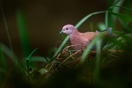 Photo for Laughing dove, Spilopelia senegalensis, small pigeon that is a resident breeder in Afric - Royalty Free Image