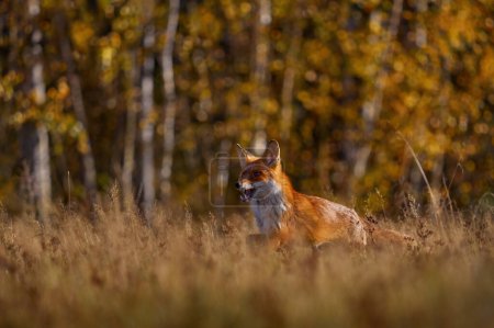 Photo for Autumn wildlife. ed fox running on orange autumn leaves. Cute Red Fox, Vulpes vulpes in fall forest. Beautiful animal in the nature habitat. Wildlife scene from the wild nature, Germany Europe. - Royalty Free Image
