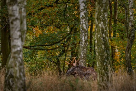 Téléchargez les photos : Autumn Eurasian elk, Alces alces in the dark forest during rainy day. Bel animal dans l'habitat naturel. Scène animalière de Suède. L'orignal dans la forêt. - en image libre de droit