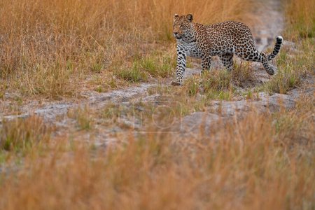 Téléchargez les photos : La faune africaine. Léopard, Panthera pardus shortidgei, habitat naturel, grand chat sauvage dans l'habitat naturel, journée ensoleillée sur la savane, delta de l'Okavango Botswana. Nature sauvage. - en image libre de droit