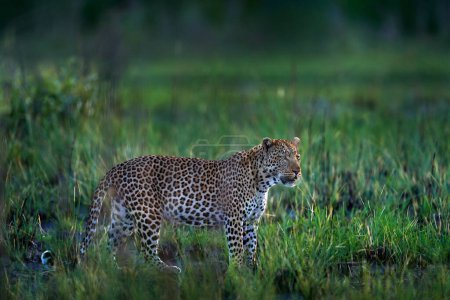 Téléchargez les photos : Coucher de soleil en soirée avec léopard, habitat naturel dans le delta de l'Okavango, Botswana en Afrique. Nuit dans la nature, grande promenade de chat dans l'herbe, nuages de coucher de soleil orange. - en image libre de droit