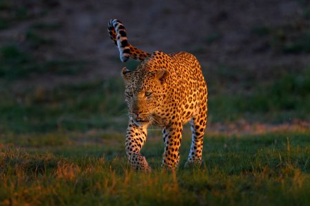 Téléchargez les photos : Coucher de soleil léopard, Panthera pardus shortidgei, habitat naturel, grand chat sauvage dans l'habitat naturel, journée ensoleillée sur la savane, delta de l'Okavango Botswana. Nature sauvage. Afrique faune sauvage. - en image libre de droit