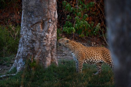 Photo for Leopard sunset, Panthera pardus shortidgei, nature habitat, big wild cat in nature habitat, sunny day on the savannah, Okavango delta Botswana. Wildlife nature. Africa wildlife. - Royalty Free Image