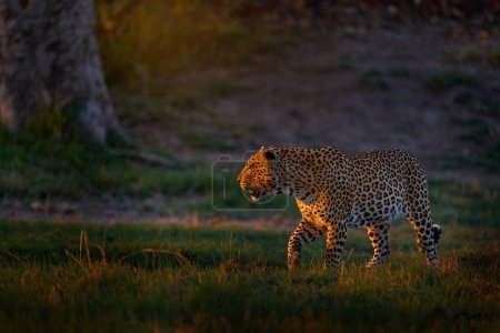 Foto de Puesta de sol de leopardo, Panthera pardus shortidgei, hábitat natural, gran gato salvaje en hábitat natural, día soleado en la sabana, delta del Okavango Botswana. Naturaleza de vida silvestre. África vida silvestre. - Imagen libre de derechos