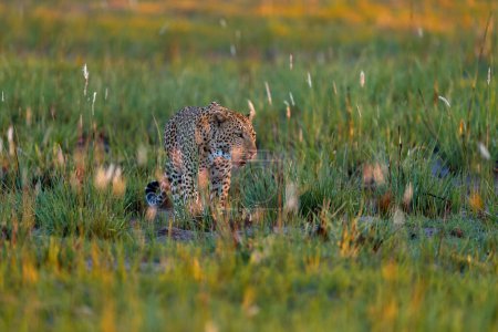 Foto de Del delta del Okavango. Wildlife Botswana. Puesta de sol de hierba dorada de leopardo, Botswana, África. Gran gato manchado en la naturaleza salvaje. Sol de la mañana ligar en la naturaleza. Salida del sol en África. - Imagen libre de derechos