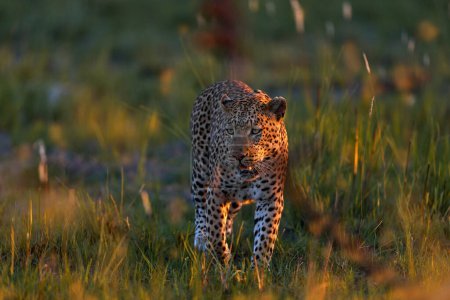 Foto de Leopardo, Panthera pardus shortidgei, hábitat natural, gran gato salvaje en el hábitat natural, día soleado en la sabana, río Khwai, Moremi Botswana. Naturaleza de vida silvestre. Africa wildlife. Paseo al atardecer de leopardo. - Imagen libre de derechos