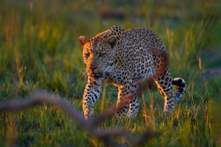 Foto de Leopardo, Panthera pardus shortidgei, hábitat natural, gran gato salvaje en el hábitat natural, día soleado en la sabana, río Khwai, Moremi Botswana. Naturaleza de vida silvestre. Africa wildlife. Paseo al atardecer de leopardo. - Imagen libre de derechos