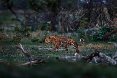 Photo for Leopard, Panthera pardus shortidgei, nature habitat, big wild cat in the nature habitat, sunny day on the savannah, Khwai River, Moremi Botswana. Wildlife nature. Africa wildlife. Leopard sunset walk. - Royalty Free Image