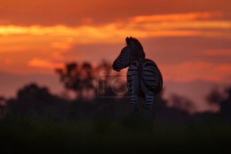 Foto de Vida silvestre, puesta de sol de cebra. Cielo de crepúsculo rojo anaranjado en el campo de prados con cebra, delta del Okavago, Botswana en África. Puesta de sol en la naturaleza, la vida ancha en Botswana. África Viajes. - Imagen libre de derechos
