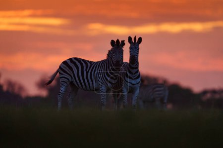 Foto de Vida silvestre, puesta de sol de cebra. Flor de hierba con luz de fondo de la mañana en el campo de pradera con cebra, delta de Okavago, Botswana en África. Puesta de sol en la naturaleza, la vida ancha en Botswana. África Viajes. - Imagen libre de derechos