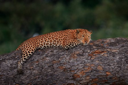 Photo for Leopard, Panthera pardus, nature habitat, big wild cat lying on the tree, Moremi Botswana. Wildlife nature. Africa wildlife. - Royalty Free Image