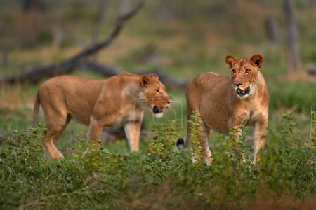 Foto de Vida salvaje de Zambia. Joven león macho, viuda. Gran gato en África. León africano en la hierba. Viajando por África. melena de león corto. - Imagen libre de derechos