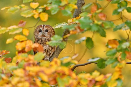 Foto de Búho, vida silvestre de otoño. Hojas de color amarillo anaranjado con ave. Búho tawny escondido en el bosque de otoño, sentado en el tronco del árbol en el hábitat forestal, Alemania, Europa naturaleza naranja. - Imagen libre de derechos